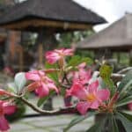 Bali, Indonesia Photo Gallery